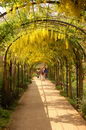 Laburnum Anagyroides